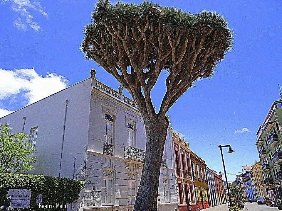 Apartamento Esperanto La Laguna  0*, La Laguna (Tenerife) España